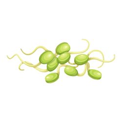 Sprouted Moong