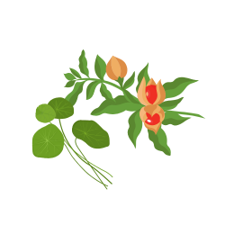 Ayurvedic herbs