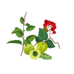 Ayurvedic herbs