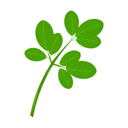 Moringa