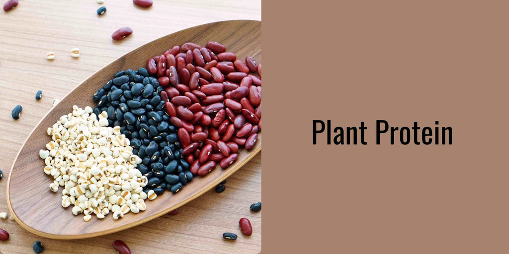 Ultimate Plant Protein Guide: Complete Sources for a Well-Balanced Vegetarian Diet