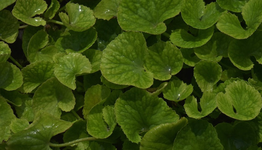 Benefits of Brahmi in Brain Development