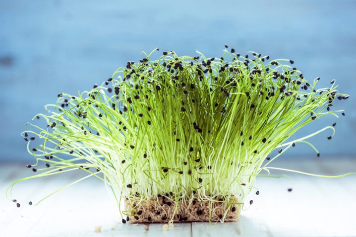 Soaking and Sprouting of seeds: 8 Proven Benefits