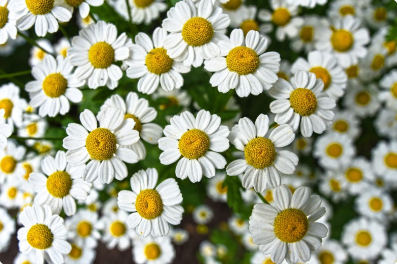 10 Proven Health Benefits Of Chamomile