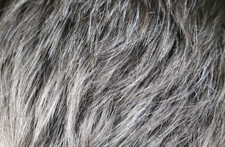 5 Foods and Home Remedies to Treat Grey Hair in Kids