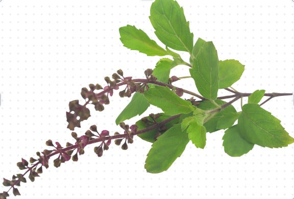 Benefits of Tulsi for Boosting Immunity