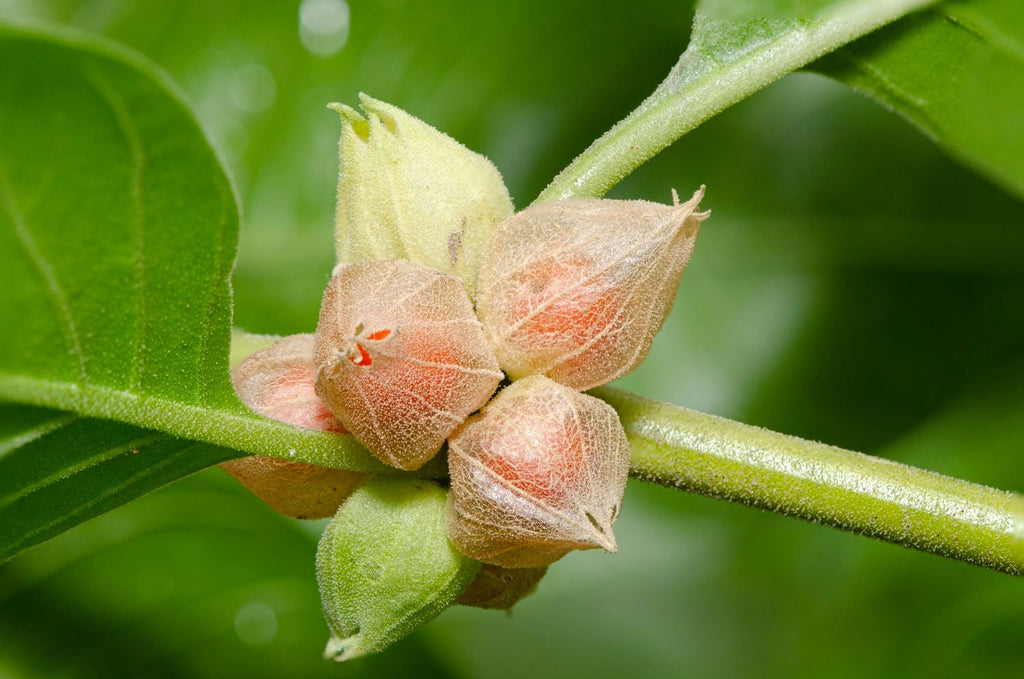 🌿 Ashwagandha: How to Grow at Home