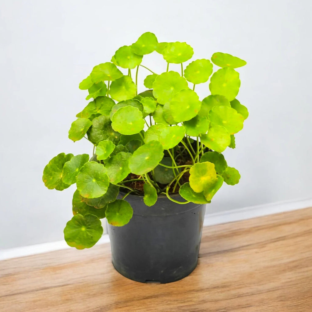 Easy ways to grow BRAHMI at home